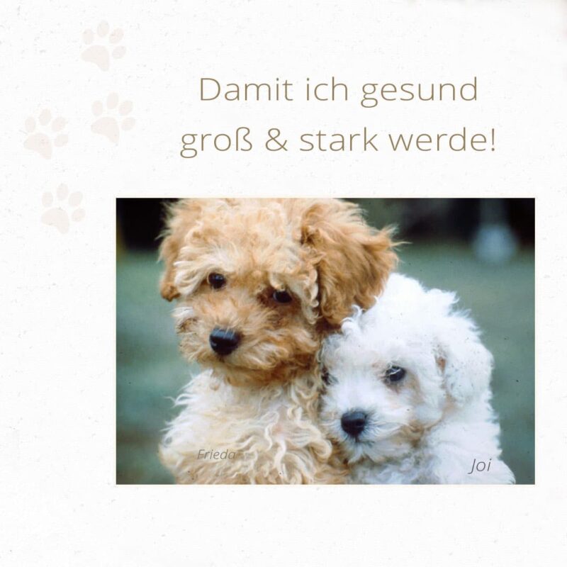 Klaras Welpen-Barf-Kraft – Bild 4