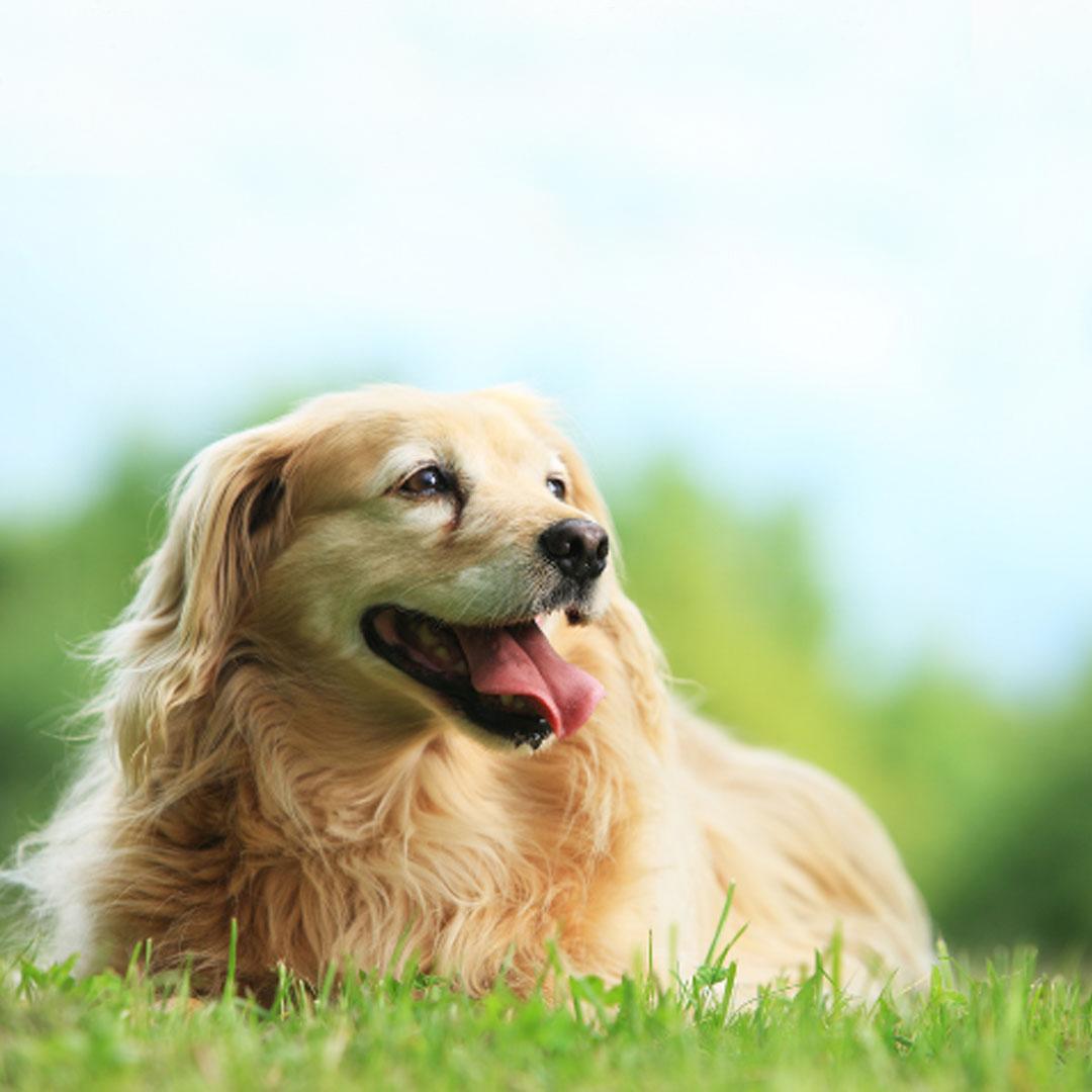 Hunde natürlich vor Zecken schützen.