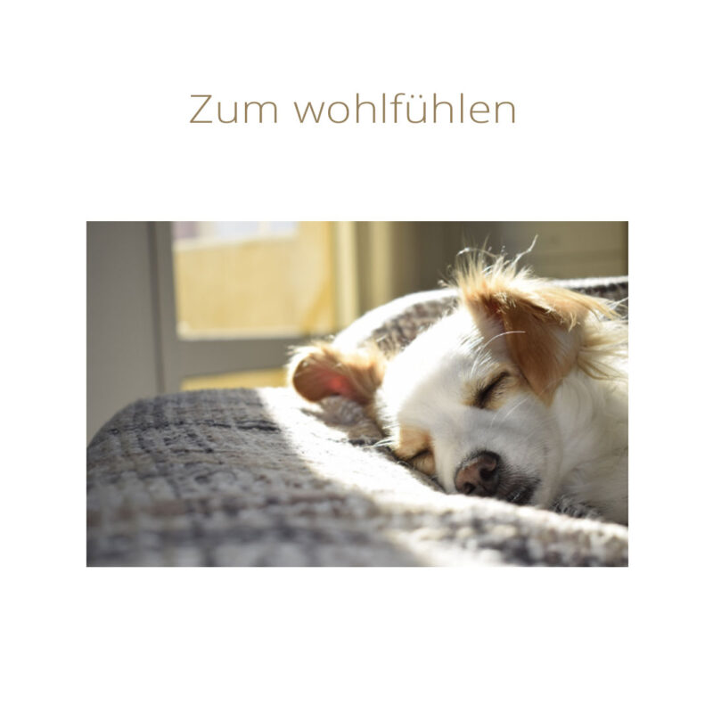 Hund schläft ,dank Wohlfühlduft.